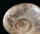 Large Hammatoceras Ammonite Display Piece #4337-9